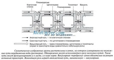 Apoplastny транспорт