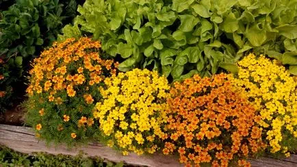 Tagetes fajták fényképei és nevei