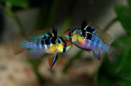 Compatibilitatea conținutului Apistogramma Ramirez, de reproducere, foto și video de revizuire