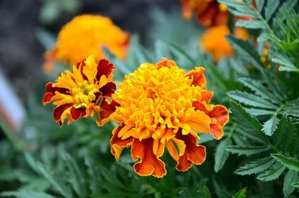 Tagetes fajták fényképei és nevei