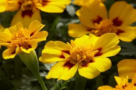 Tagetes fajták fényképei és nevei