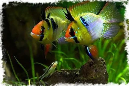 Apistogramma Рамирес съвместимост съдържание, размножаване, фото и видео преглед