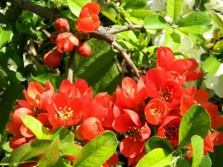 Japonica, vagy Chaenomeles termesztés, ültetés és gondozás