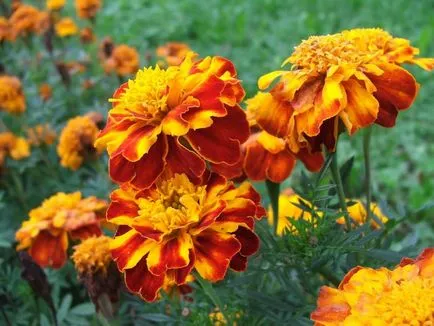 Tagetes fajták fényképei és nevei