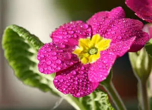 Florile au învățat când să planteze, cum să le îngrijească în grădină