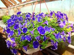 Cultivarea Petunia Surfinia, îngrijirea și înmulțirea florilor, foto