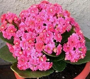 Îngrijirea și cultivarea kalanchoe kalandiva acasă