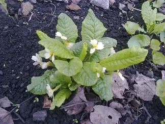 Primrose perene, îngrijire și cultivare