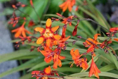 crocosmiei