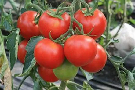 Caracteristicile cultivarii tomatelor