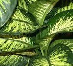 dieffenbachia