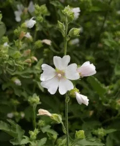 lavatera