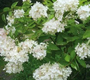 Aranjamente in gradina din flori de hortensie paniculata