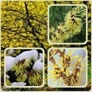 Hamamelis