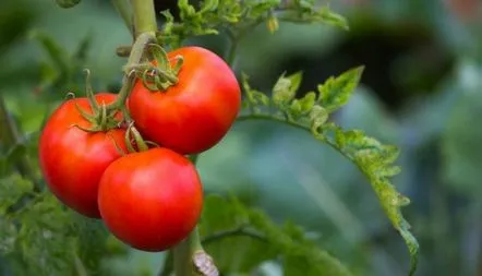 Descrierea soiului de tomate Maliove Divo, recenzii