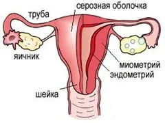 Tratamentul endometriozei cu remedii populare - sunătoare și celidonă