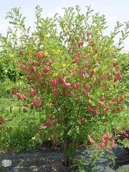 Plantarea unei bule va decora o grădină stâncoasă