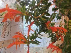 Columnea-februarii dragoni