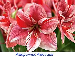 Cum să distingem hippeastrum și amaryllis