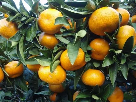 Înrădăcinarea aeriană a butașilor de mandarine, grapefruit și portocale