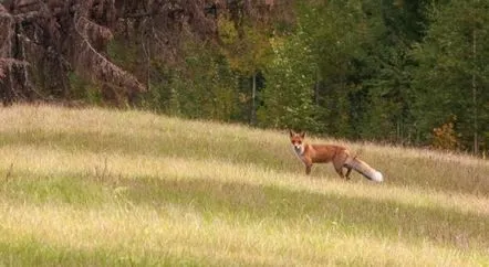 Vulpea a alergat peste drumul prevestirilor