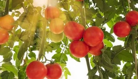 Descrierea soiului de tomate Malinova Imperia, recenzii