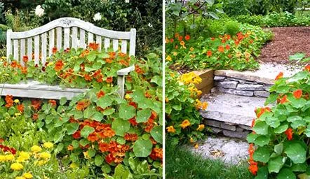 nasturtium