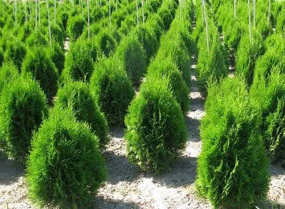 Cultivarea și îngrijirea Thuja