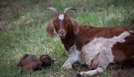 Capra nu lasă gunoi, ce să facă