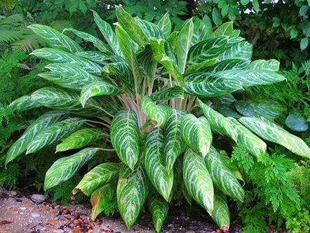 O plantă cu frunze multicolore, floare de aglaonema