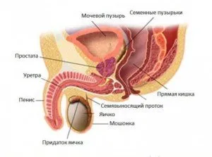 Tratamentul și prevenirea prostatitei cu remedii populare