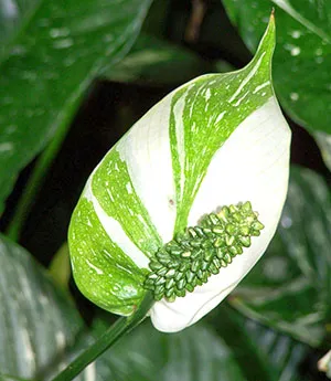 spathiphyllum