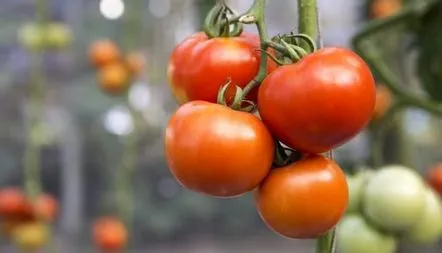 Descrierea soiului de roșii al bunicii, fotografie, recenzii, caracteristici