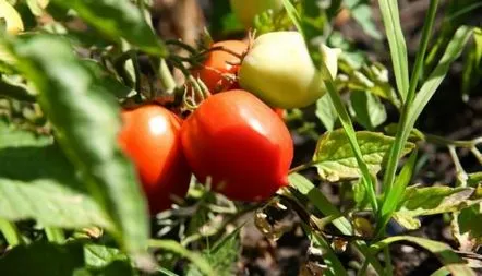 Tomato De Barao Giant fotografie, recenzii, randament