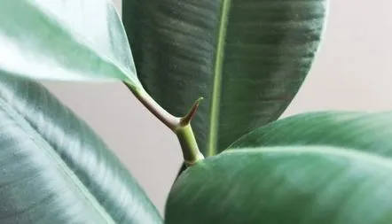 Ficus Belize fotografie, îngrijire acasă