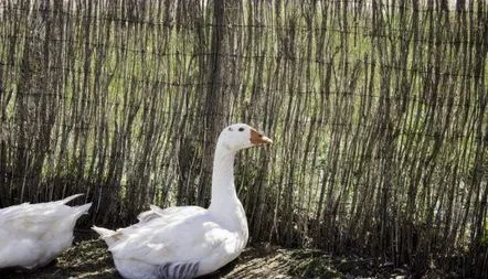 Descrierea rasei de gâște italiene, foto