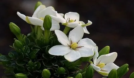 Îngrijirea iasomiei Gardenia acasă