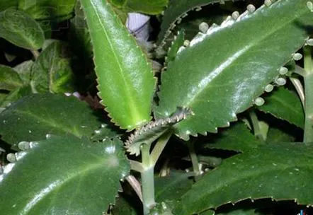 kalanchoe