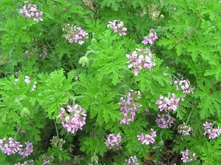 Cultivam pelargonium parfumat acasă