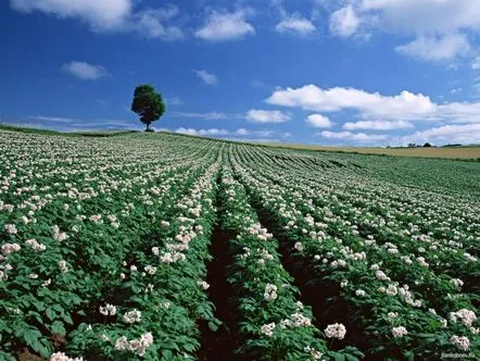 Plantarea cartofilor de vară