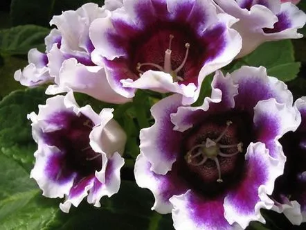 Plantarea tuberculilor de gloxinia