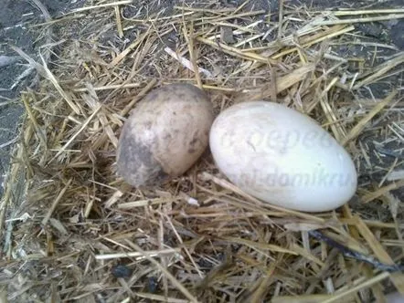 Egg of an Indo-Duck - creșterea Indo-Ducks acasă