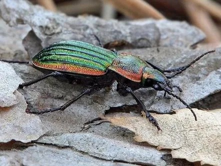 Zhuzhelitsia, rezumatul lecției despre cunoașterea naturii