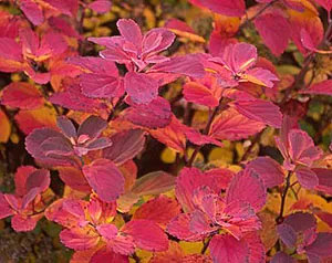 Te vei îndrăgosti de frumusețea luxuriantă Birchleaf Spirea