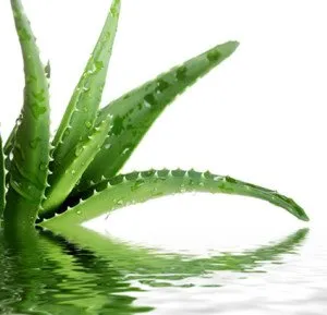 aloe