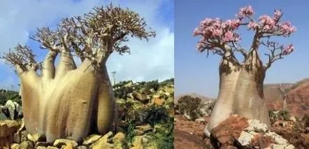 Îngrijirea Adenium încondiţiile de acasă