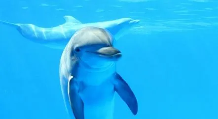 delfin