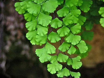 adiantum