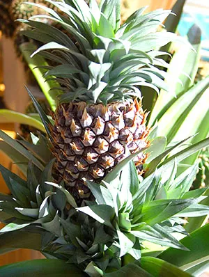 Cum să crești acasă un ananas parfumat și gustos