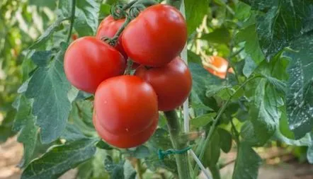 Descrierea soiului de tomate Polfast F1, caracteristici,recenzii